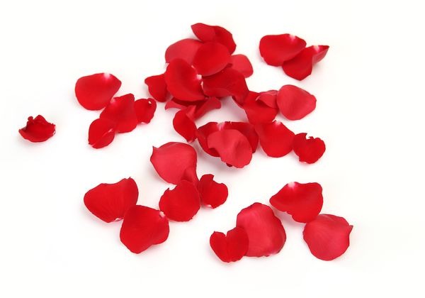 Pétalos de Rosa